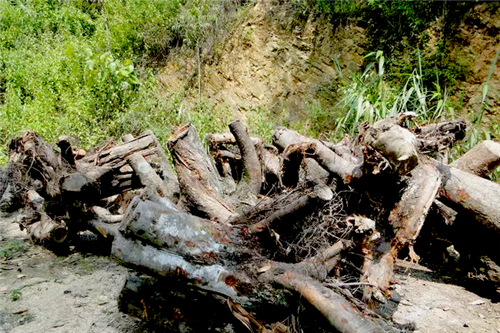 園林垃圾綠色處置，廢棄物變身有機(jī)肥