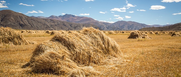秸稈禁止焚燒，秸稈撕碎機(jī)助力秸稈轉(zhuǎn)化再利用