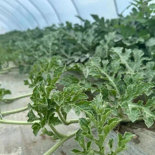 瓜秧、蔬菜秧破碎處理