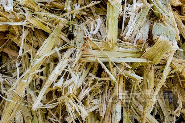 甘蔗渣