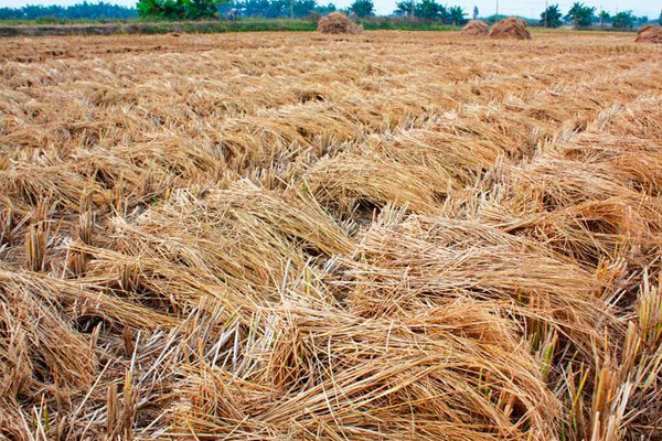 生物質(zhì)熱電聯(lián)產(chǎn)項(xiàng)目：農(nóng)作物秸稈變廢為寶