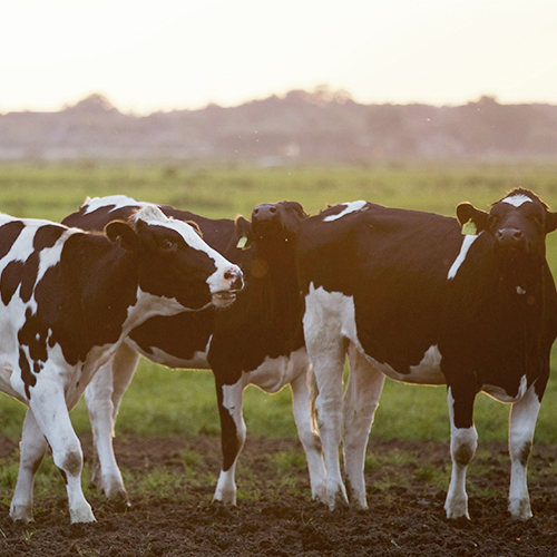 病死動(dòng)物無(wú)害化破碎