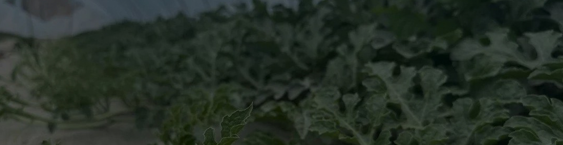 瓜秧、蔬菜秧破碎處理